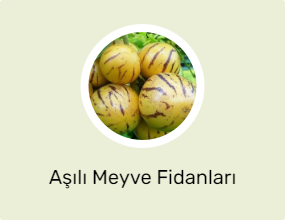 Aşılı Meyve Fidanları
