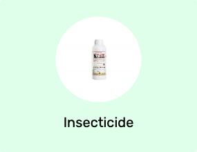 Insecticide