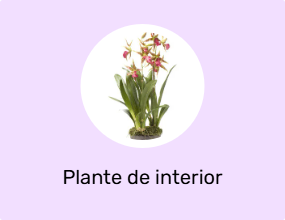 Plante de interior