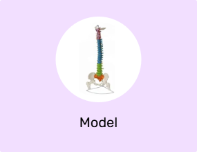 Model