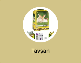 Tavşan