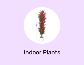 Indoor Plants