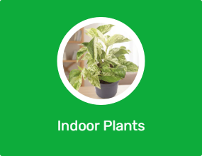 Indoor Plants