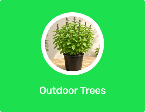 Outdoor Trees