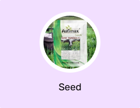 Seed