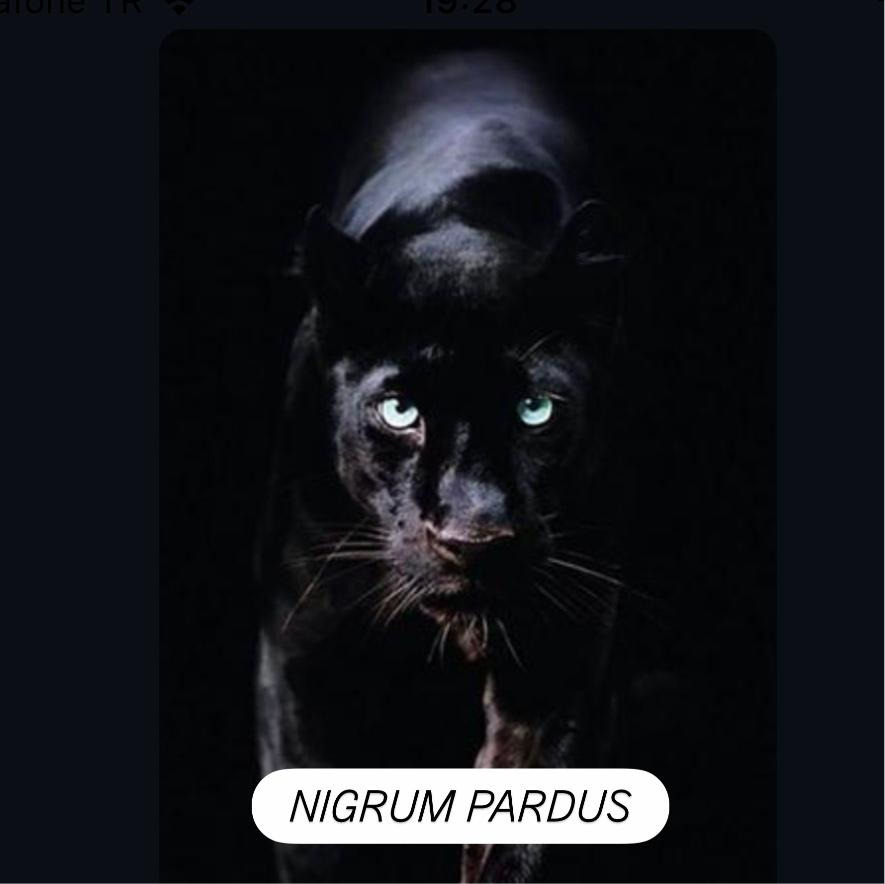 NIGRUM PARDUS
