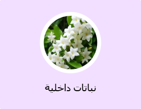 نباتات داخلية