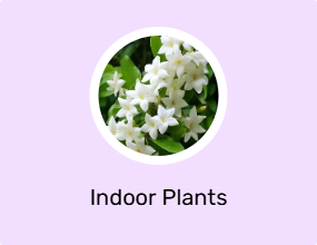 Indoor Plants