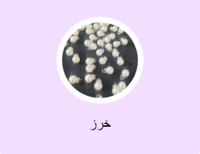 خرز