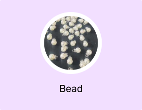 Bead