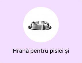 Hrană pentru pisici și recipiente pentru apă