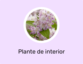 Plante de interior