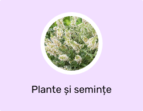 Plante și semințe