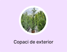 Copaci de exterior