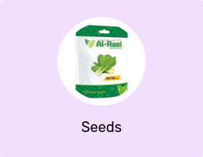 Al-Raei Pak Choi Vegetable Seeds - Non-GMO F1 Hybrid for Salad & Kitchen Garden