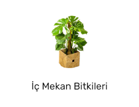 İç Mekan Bitkileri