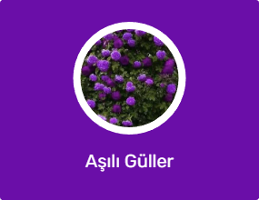 Aşılı Güller