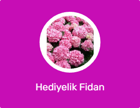 Hediyelik Fidan