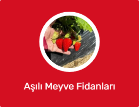 Aşılı Meyve Fidanları
