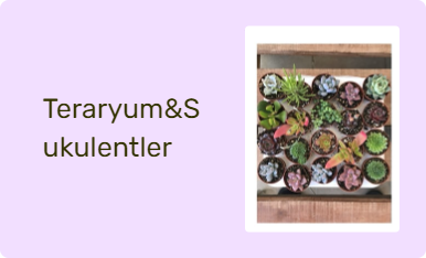 Teraryum&Sukulentler
