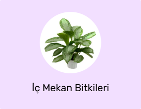 İç Mekan Bitkileri