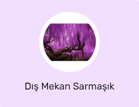 Dış Mekan Sarmaşık Bitkisi