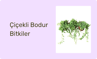 Çiçekli Bodur Bitkiler