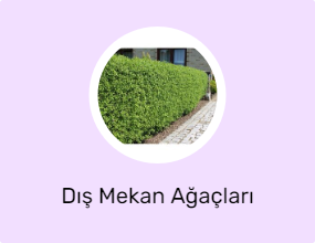 Dış Mekan Ağaçları
