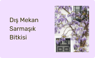Dış Mekan Sarmaşık Bitkisi