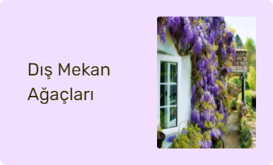 Dış Mekan Ağaçları