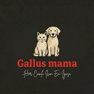 GALLUS MAMA