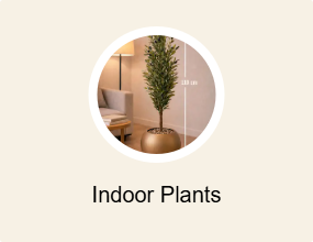 Indoor Plants