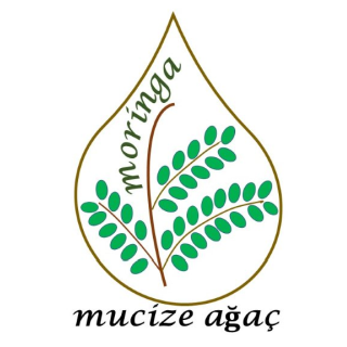 MUCİZE AĞAÇ MORİNGA