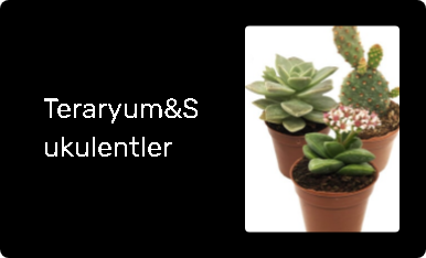 Teraryum&Sukulentler