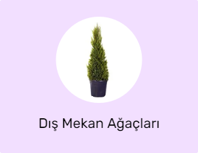 Dış Mekan Ağaçları
