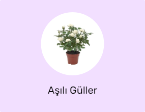 Aşılı Güller