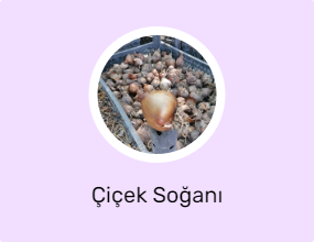 Çiçek Soğanı