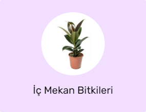 İç Mekan Bitkileri