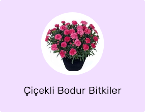 Çiçekli Bodur Bitkiler