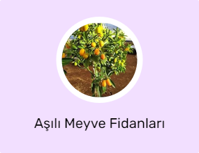 Aşılı Meyve Fidanları