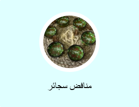 اشتراي