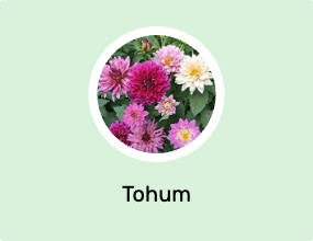 Tohum