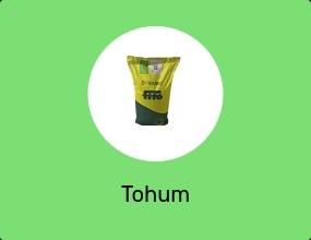 Tohum