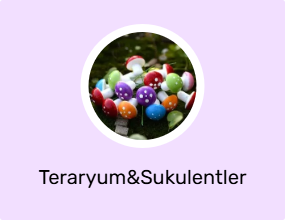 Teraryum&Sukulentler