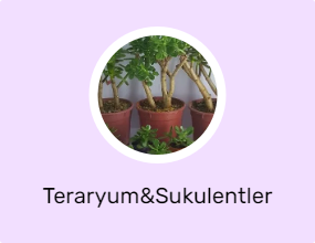 Teraryum&Sukulentler