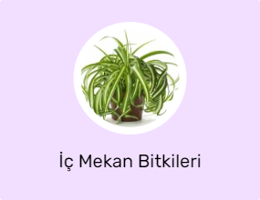 İç Mekan Bitkileri