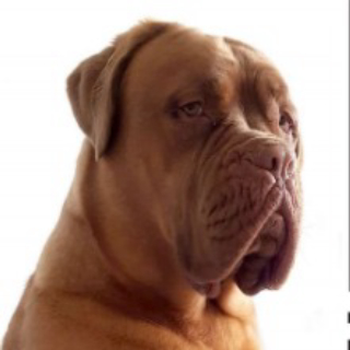 Bambampet