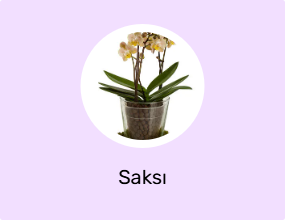 Saksı