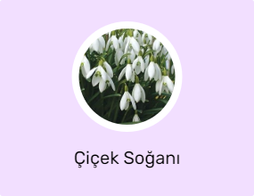 Çiçek Soğanı