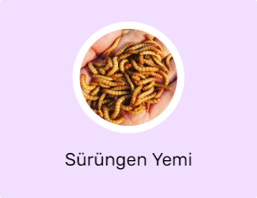Sürüngen Yemi